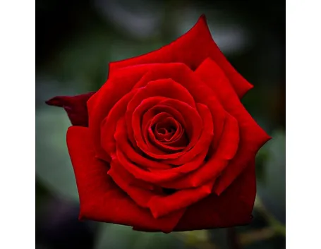 rosa mildred scheel