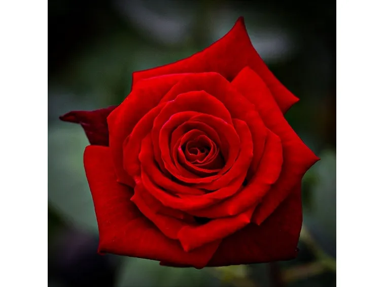 rosa mildred scheel