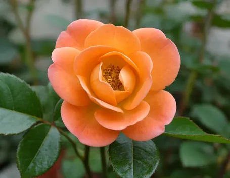 rosa monica