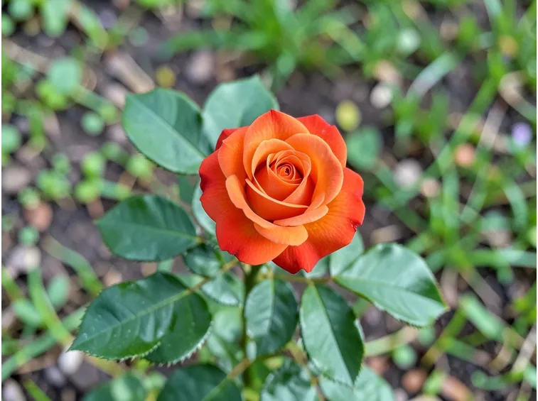 rose monica