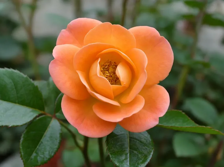 rosa monica