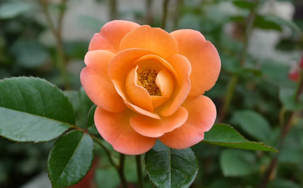 rosa monica
