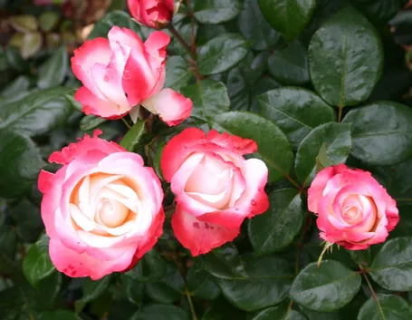 rose nostalgie