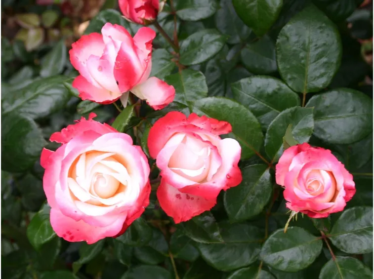 rose nostalgie