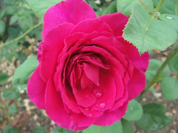 rosa nuit d'orient
