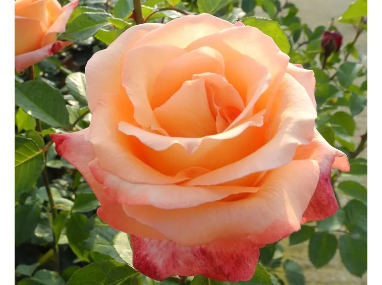 rosa peccato di gioia