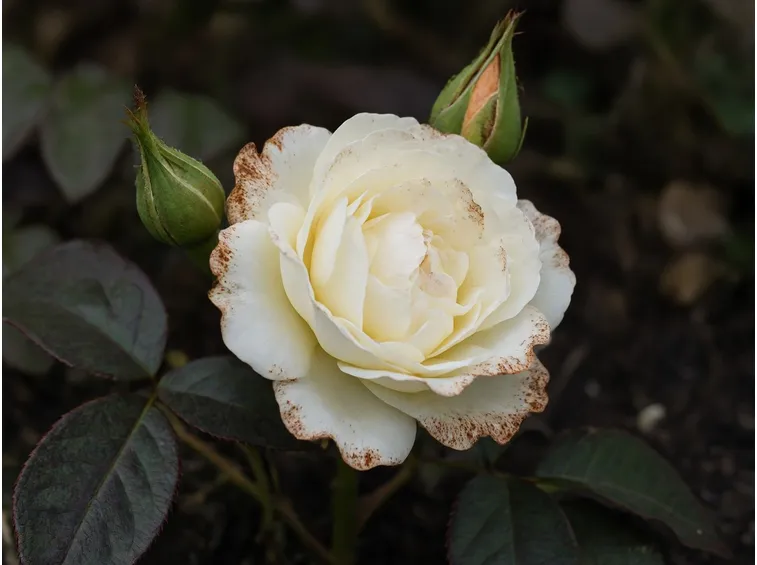 stella polare rosa