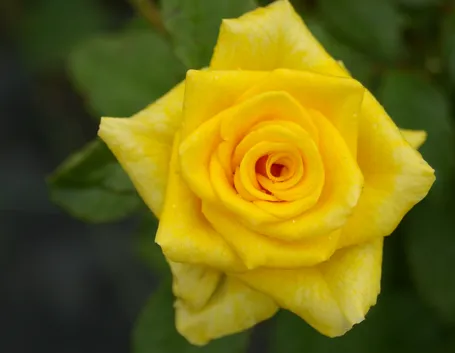 rosa summer gold