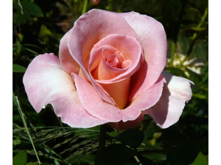 rosa summer lady