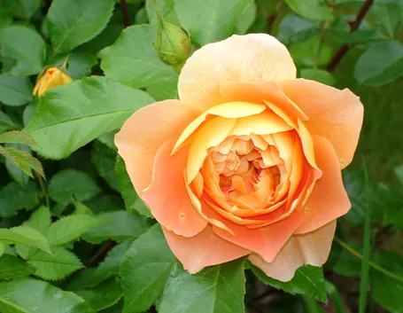 rosa whisky