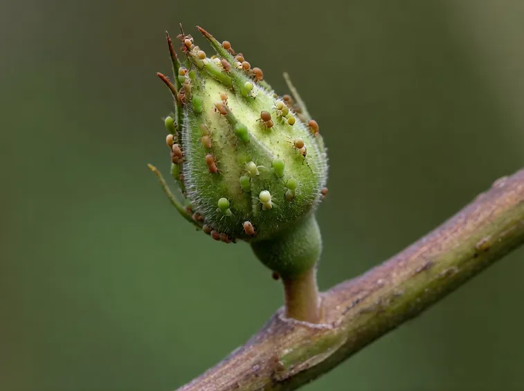 afidi delle rose