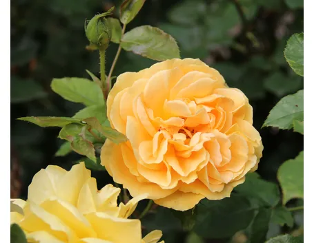 ambra rosata