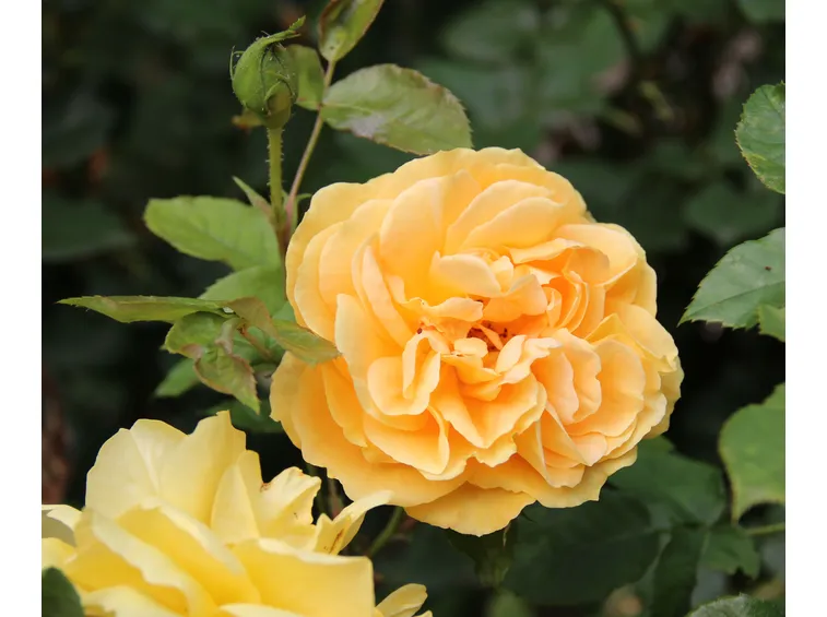 ambra rosata