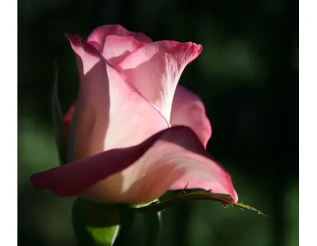 rosa eclipse