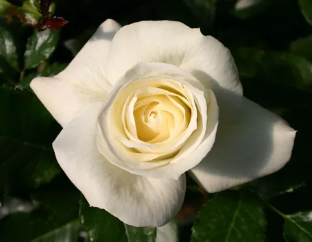 rosa la paloma