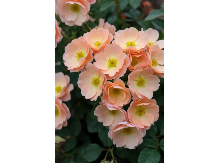 rosa polianta