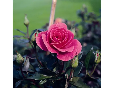 romanze