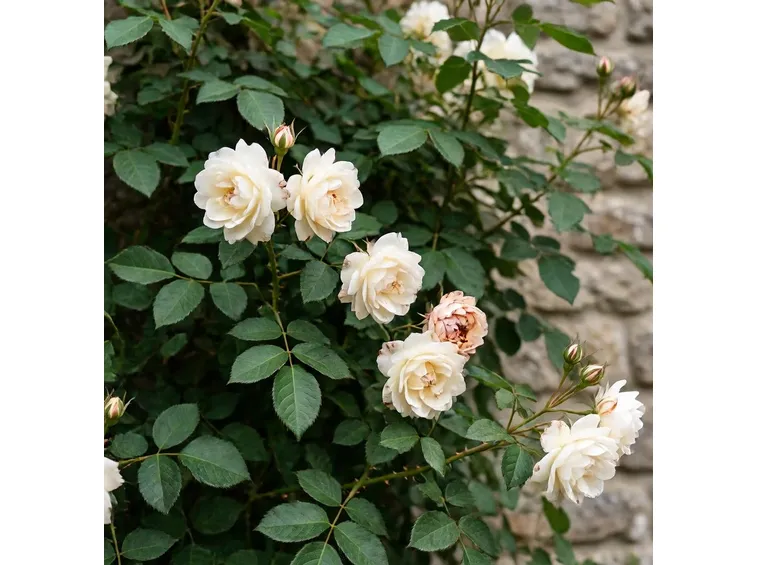 rosa elfe