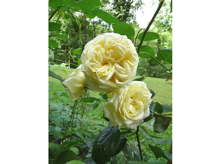 rosa elfe