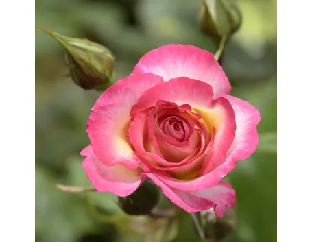 rosa haendel