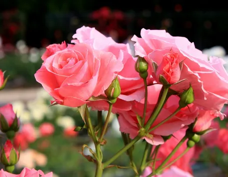 rose rampicanti