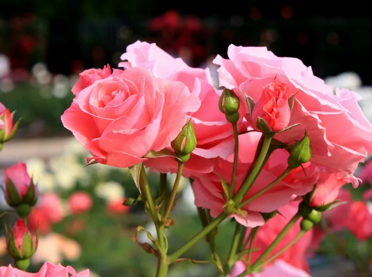 rose rampicanti