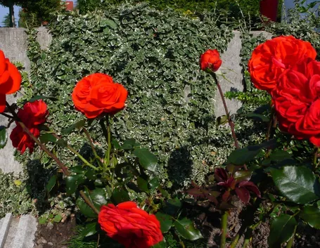 rosa salita