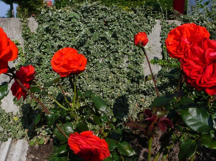 rosa salita