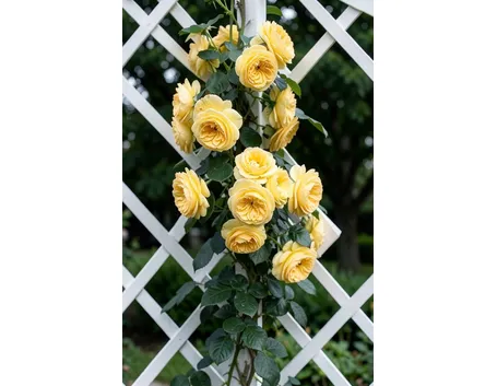 rosa stella dorata