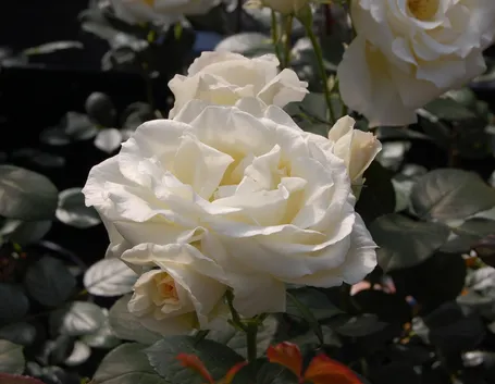 rosa valzer della neve