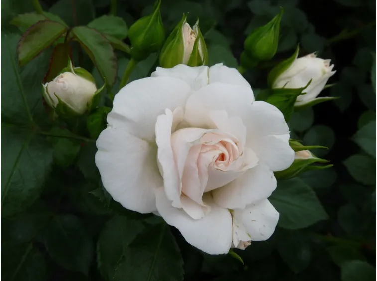 aspirin rose