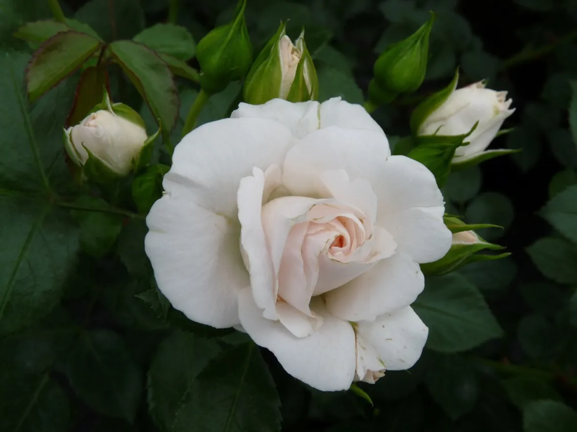 aspirin rose