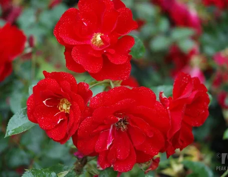 rosa austriana