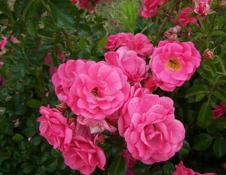rosa beauce