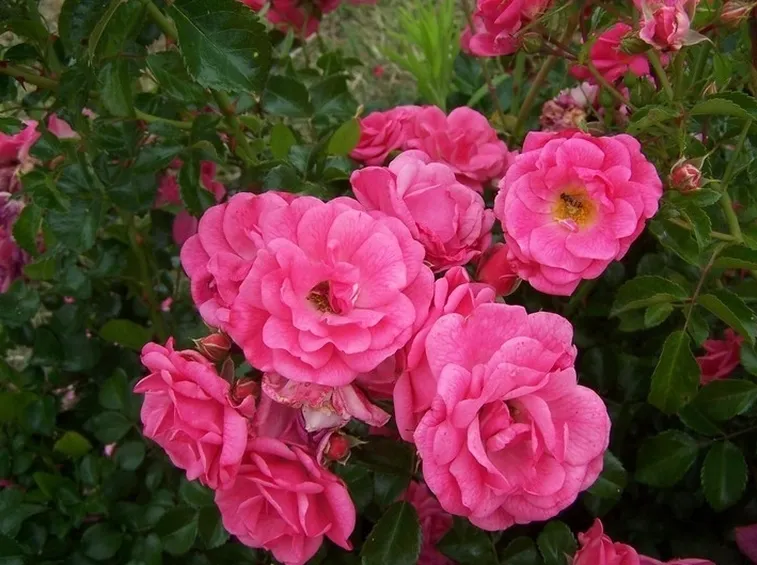 rosa beauce