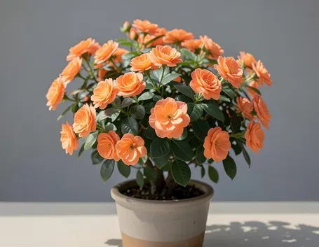 rosa camargue