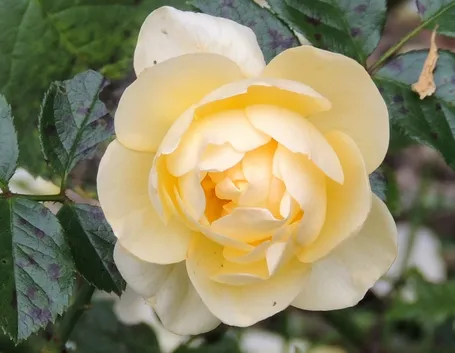 rosa canicule
