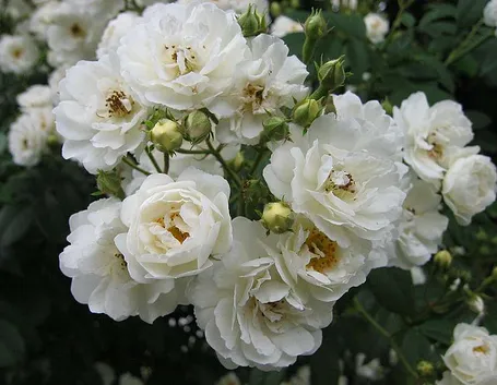 rosa dame de l'etoile