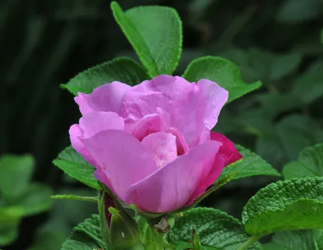 rosa foxy
