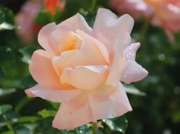 rosa isabelle autissier
