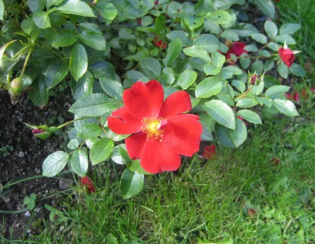rosa red haze