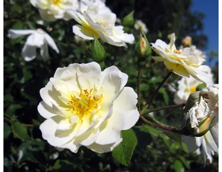 rosa regina della neve