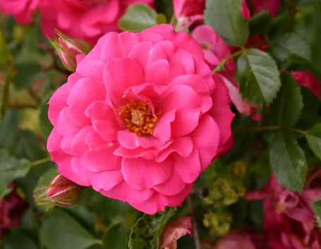 rosa rody
