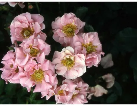 rose d'annency