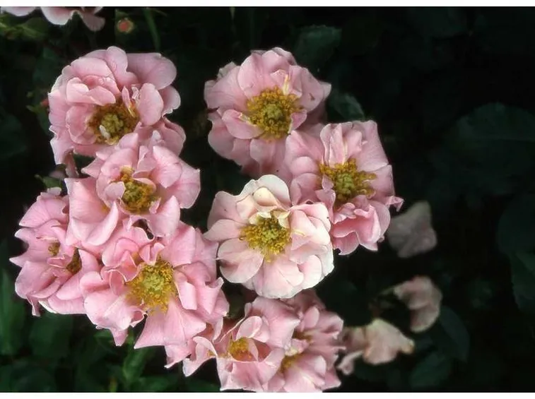 rose d'annency