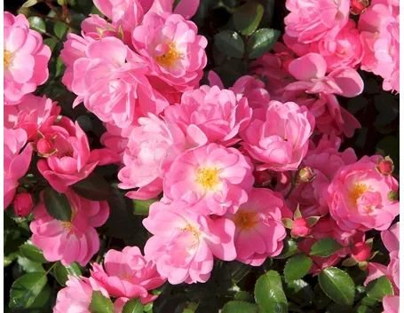 rosa satina