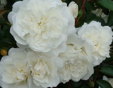 rosa snowballet