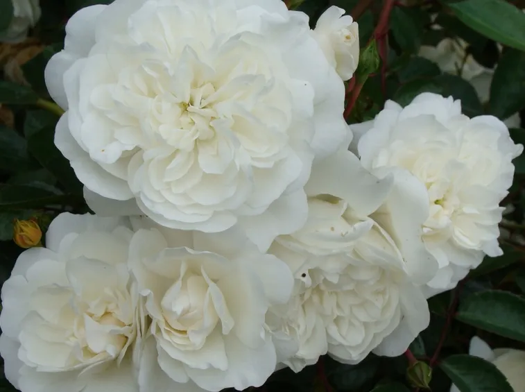 rosa snowballet