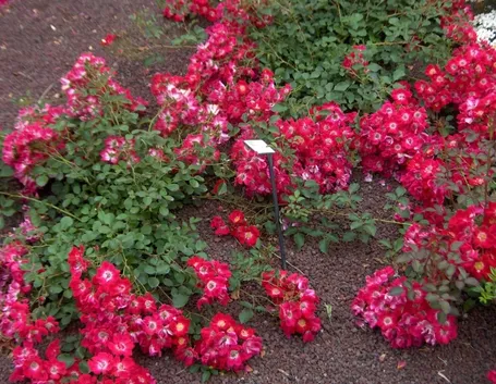 rosa tapis rouge