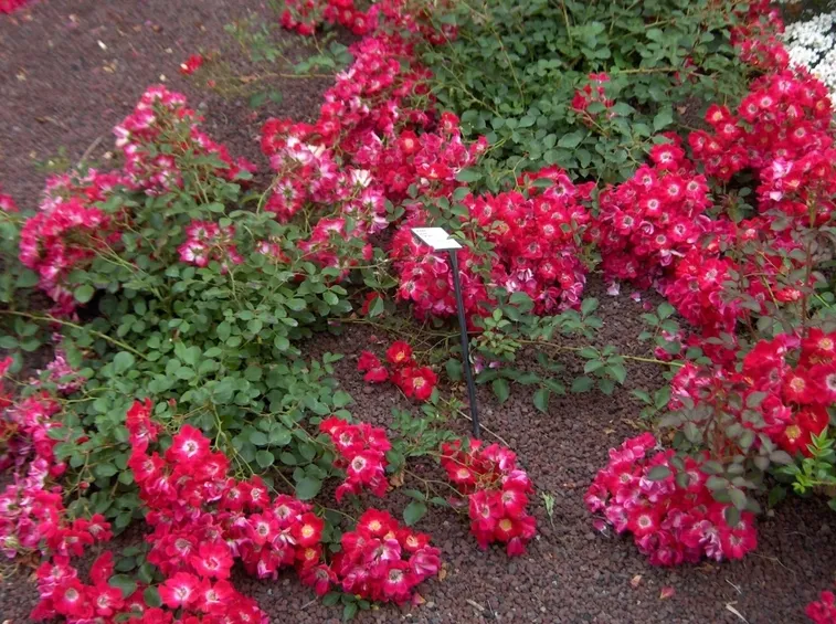 rosa tapis rouge